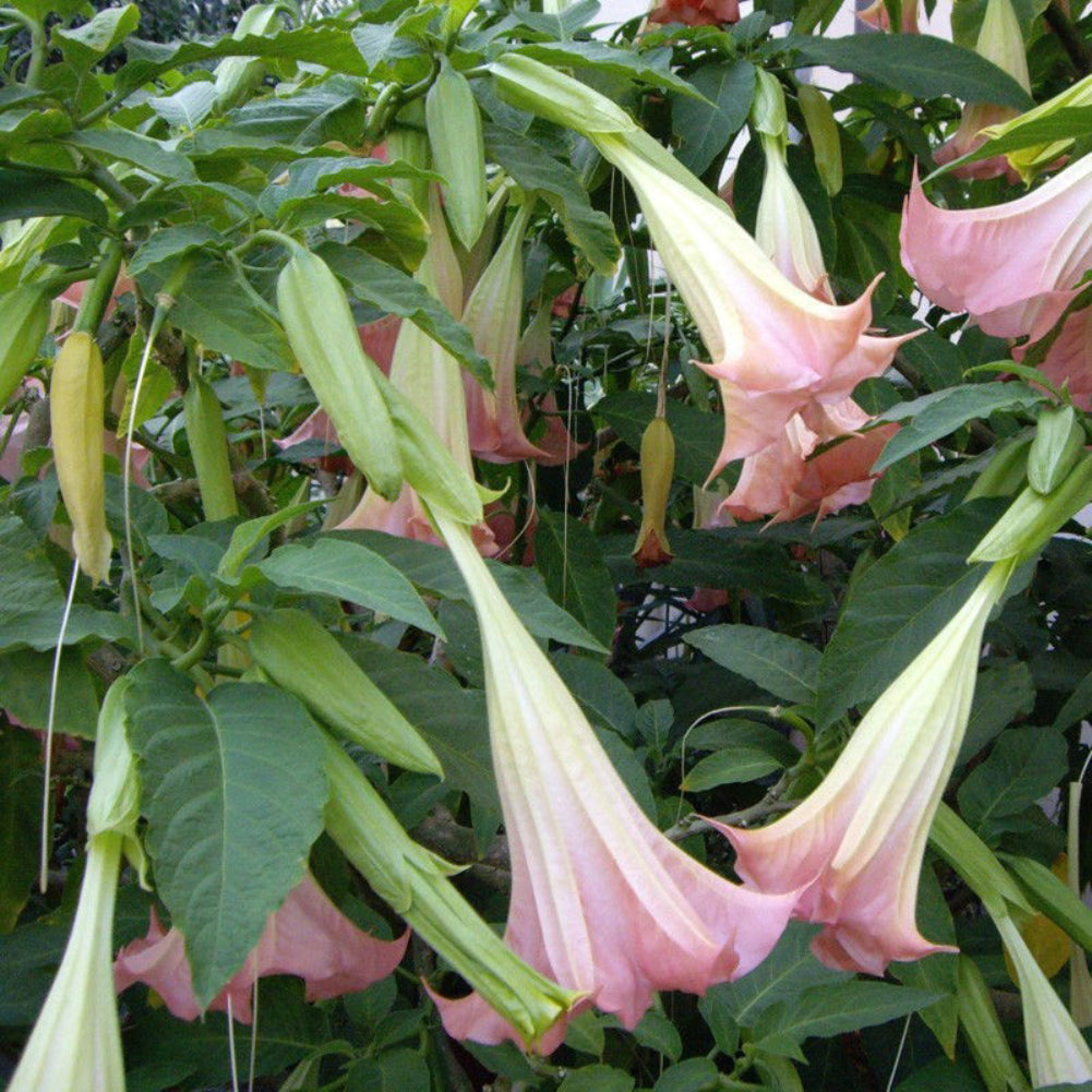 40Pcs Beautiful Red Mandala Datura Seeds Garden Yard Plant Flower Ornament