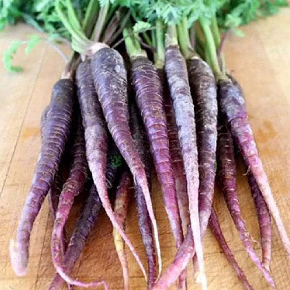 100 Pcs Purple Dragon Carrot Seeds Stunning Heirloom Delicious Vegetable Fruit