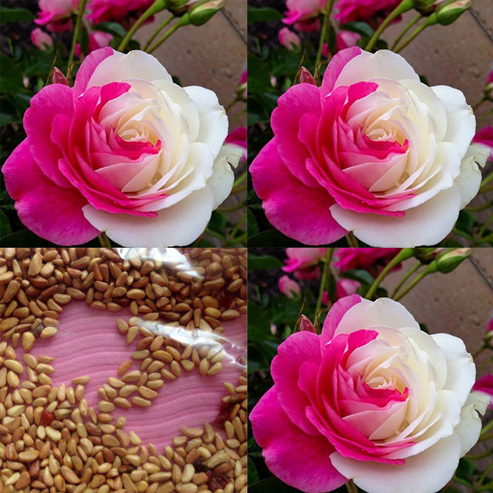 50Pcs Pink White Rose Seeds Flower Perennial Balcony Yard Garden Bonsai Decor