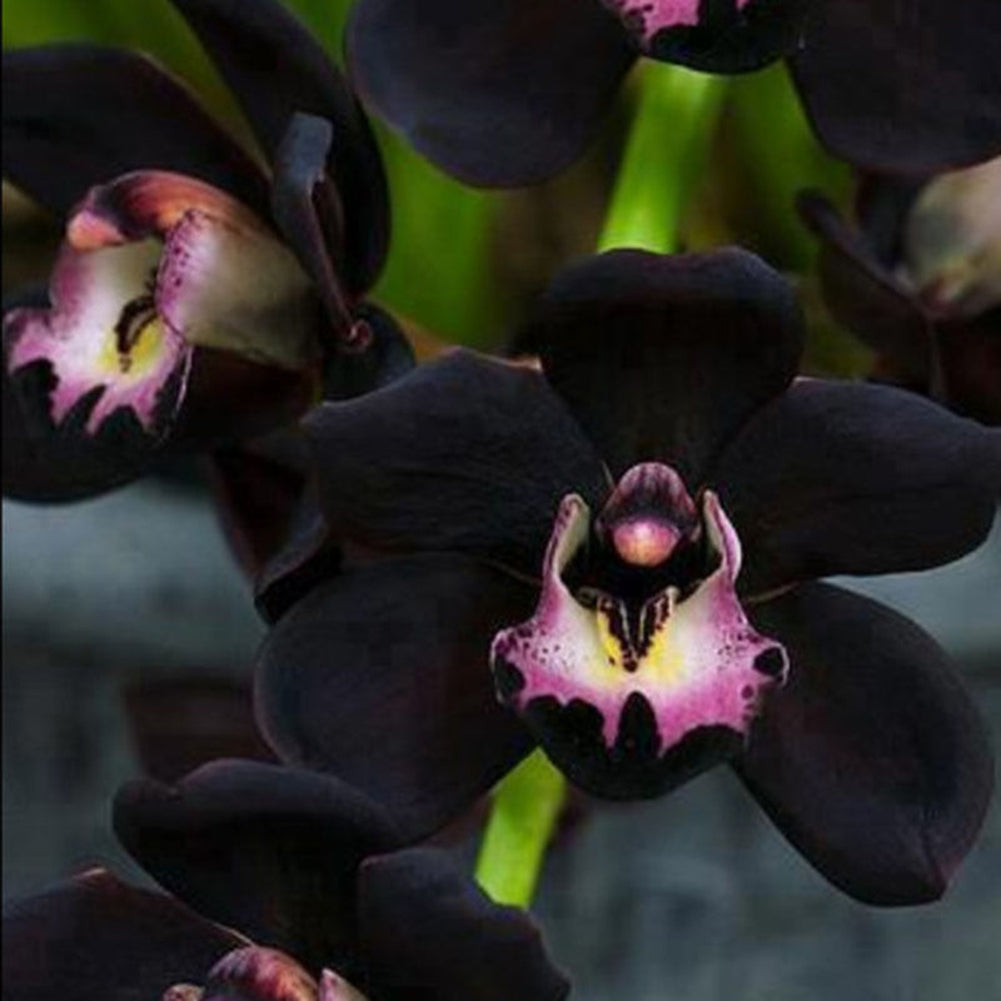 100Pcs Rare Black Cymbidium Faberi Orchid Flower Seeds Home Garden Decoration