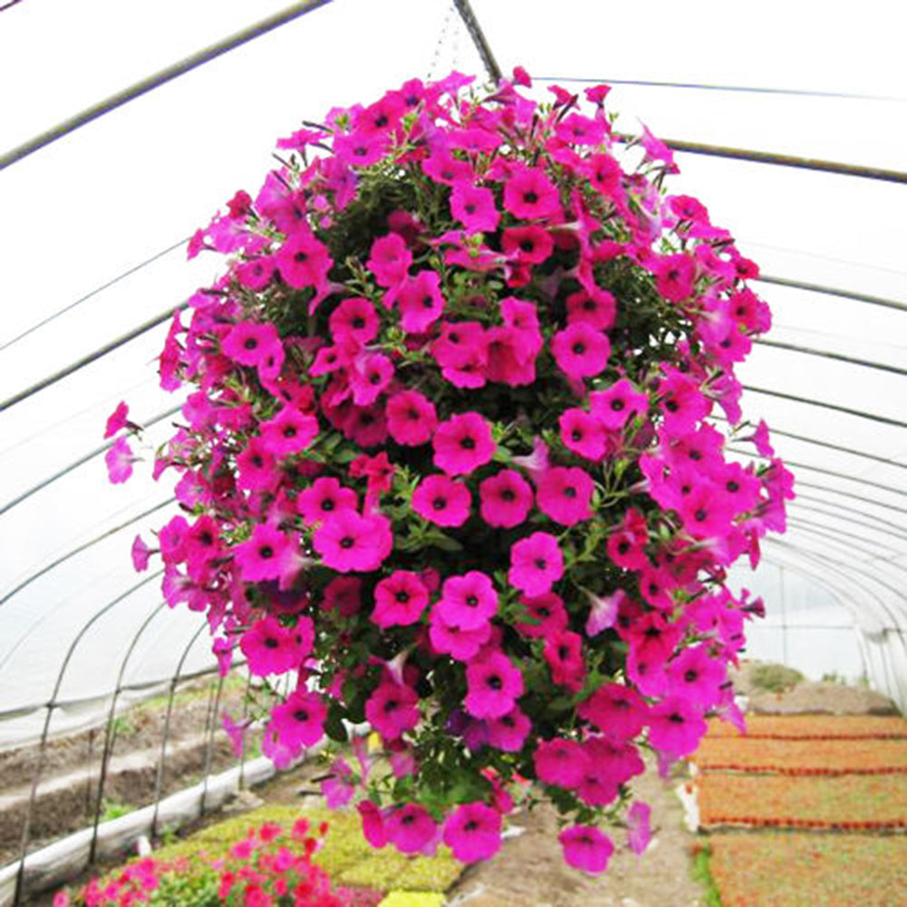 50Pcs Morning Glory Seeds Hanging Petunia Home Garden Potted Flowers Ornament
