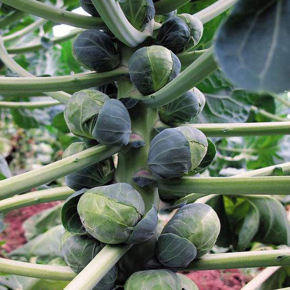 100Pcs Home Organic Vegetables Brussels Sprouts Cabbage Brassica Oleracea Seeds