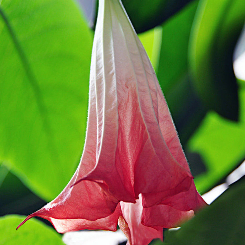 40Pcs Beautiful Red Mandala Datura Seeds Garden Yard Plant Flower Ornament