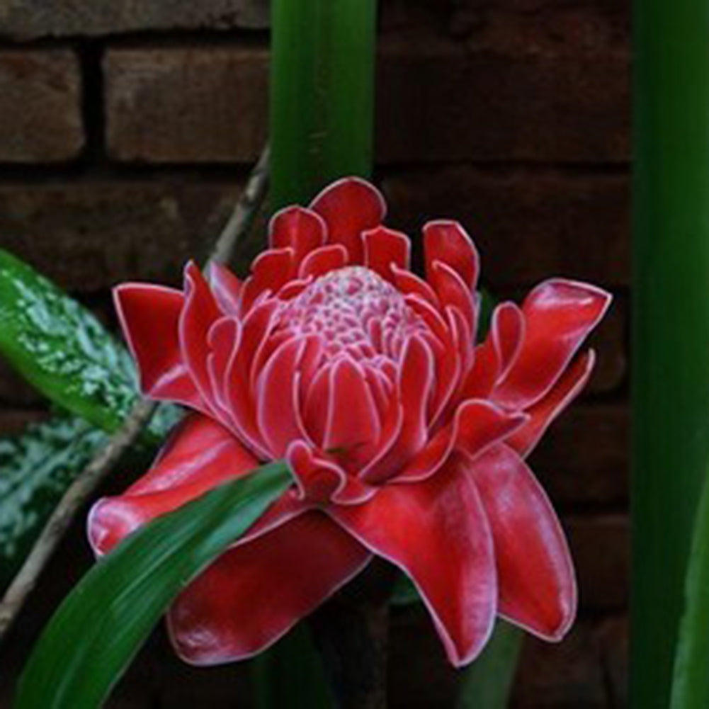 100Pcs Torch Ginger Rare Flower Etlingera Elatior Seeds Unique Ornamental Plant