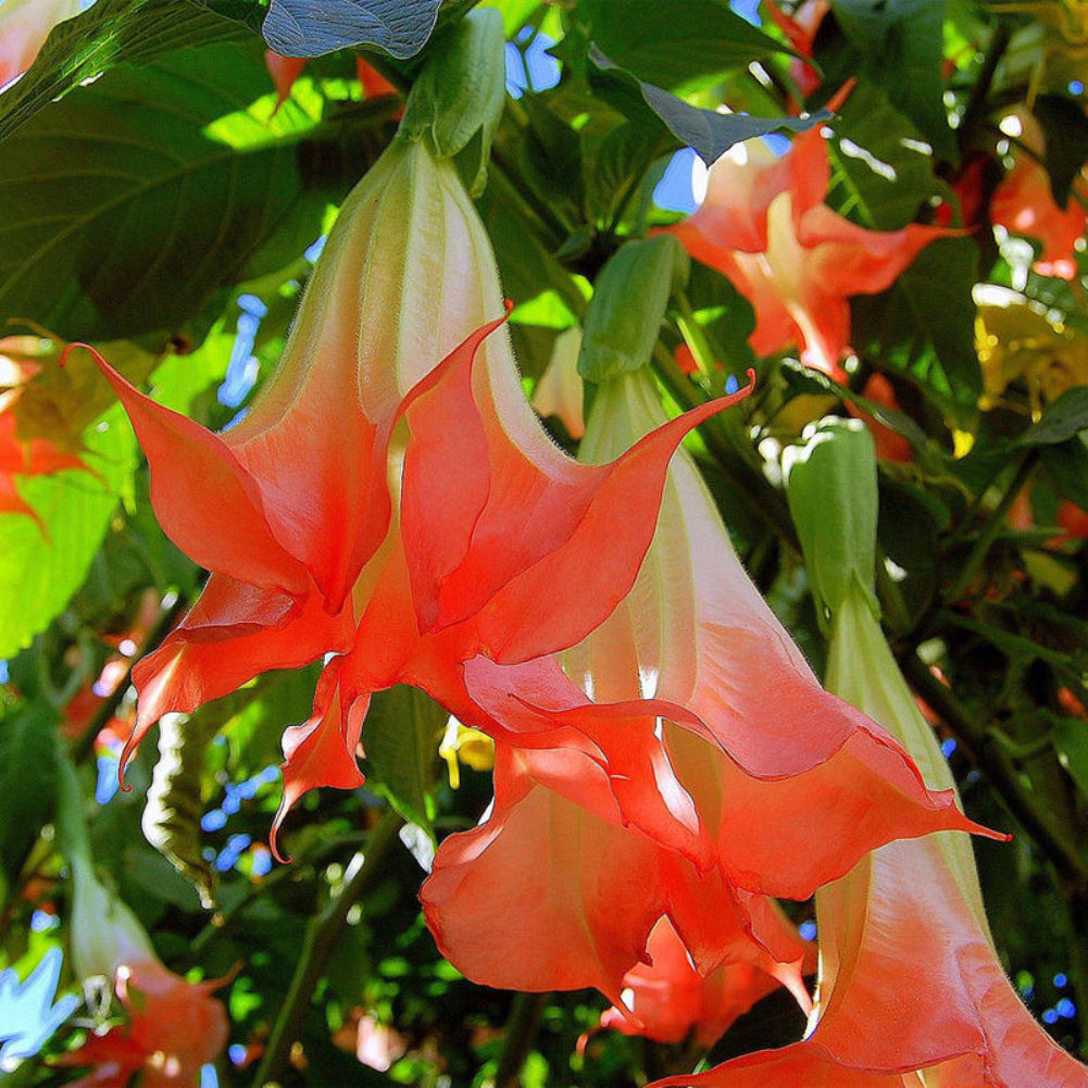 40Pcs Beautiful Red Mandala Datura Seeds Garden Yard Plant Flower Ornament