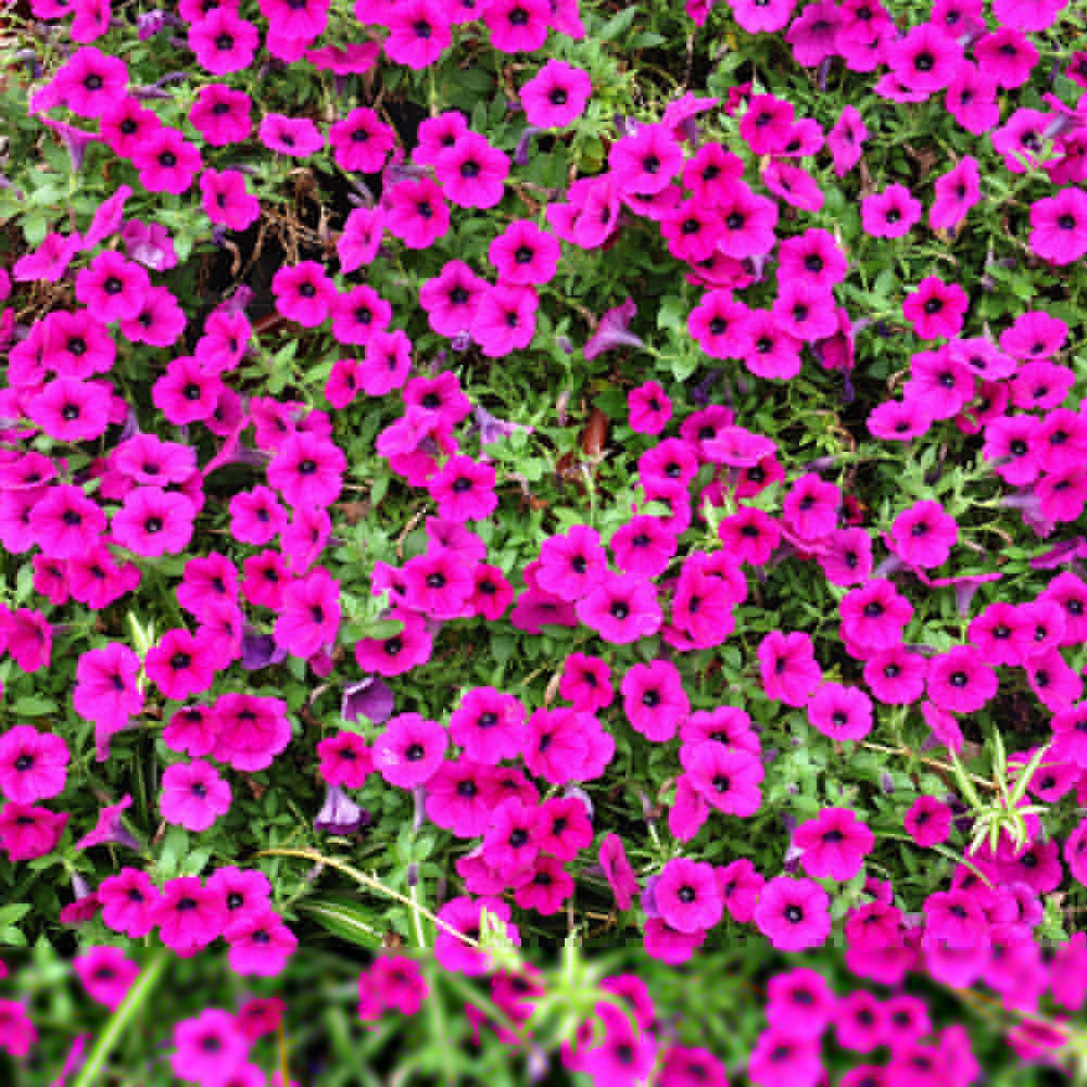 50Pcs Morning Glory Seeds Hanging Petunia Home Garden Potted Flowers Ornament