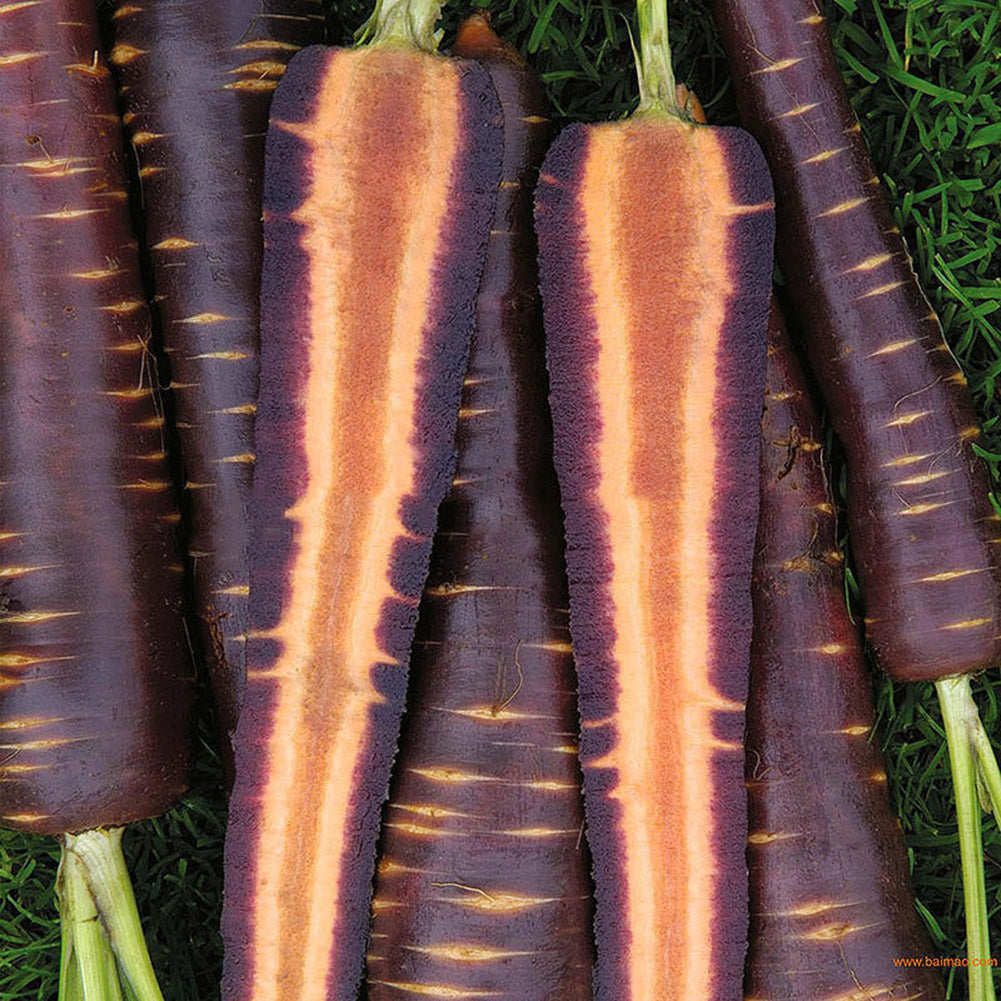 100 Pcs Purple Dragon Carrot Seeds Stunning Heirloom Delicious Vegetable Fruit