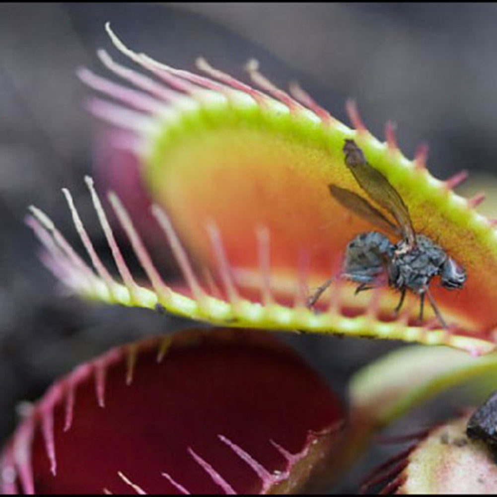 10 Pcs Potted Insectivorous Seeds Dionaea Giant Clip Flytrap Carnivorous Plant