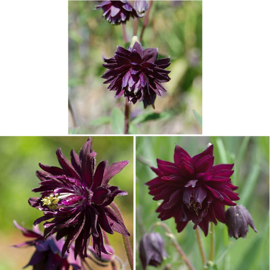 50Pcs Black Barlow Columbine Seeds Aquilegia Vulgaris Home Garden Flower Plant