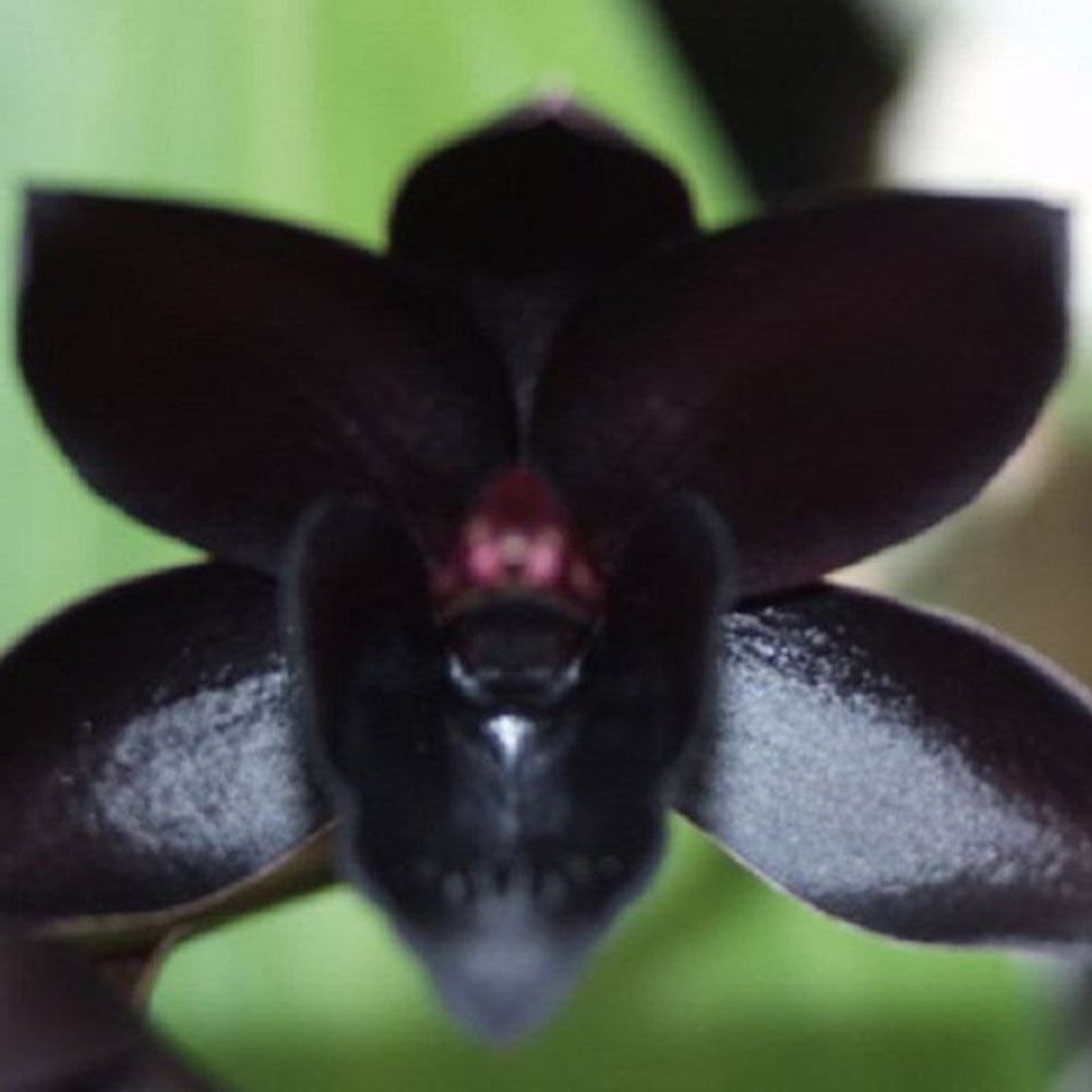 100Pcs Rare Black Cymbidium Faberi Orchid Flower Seeds Home Garden Decoration