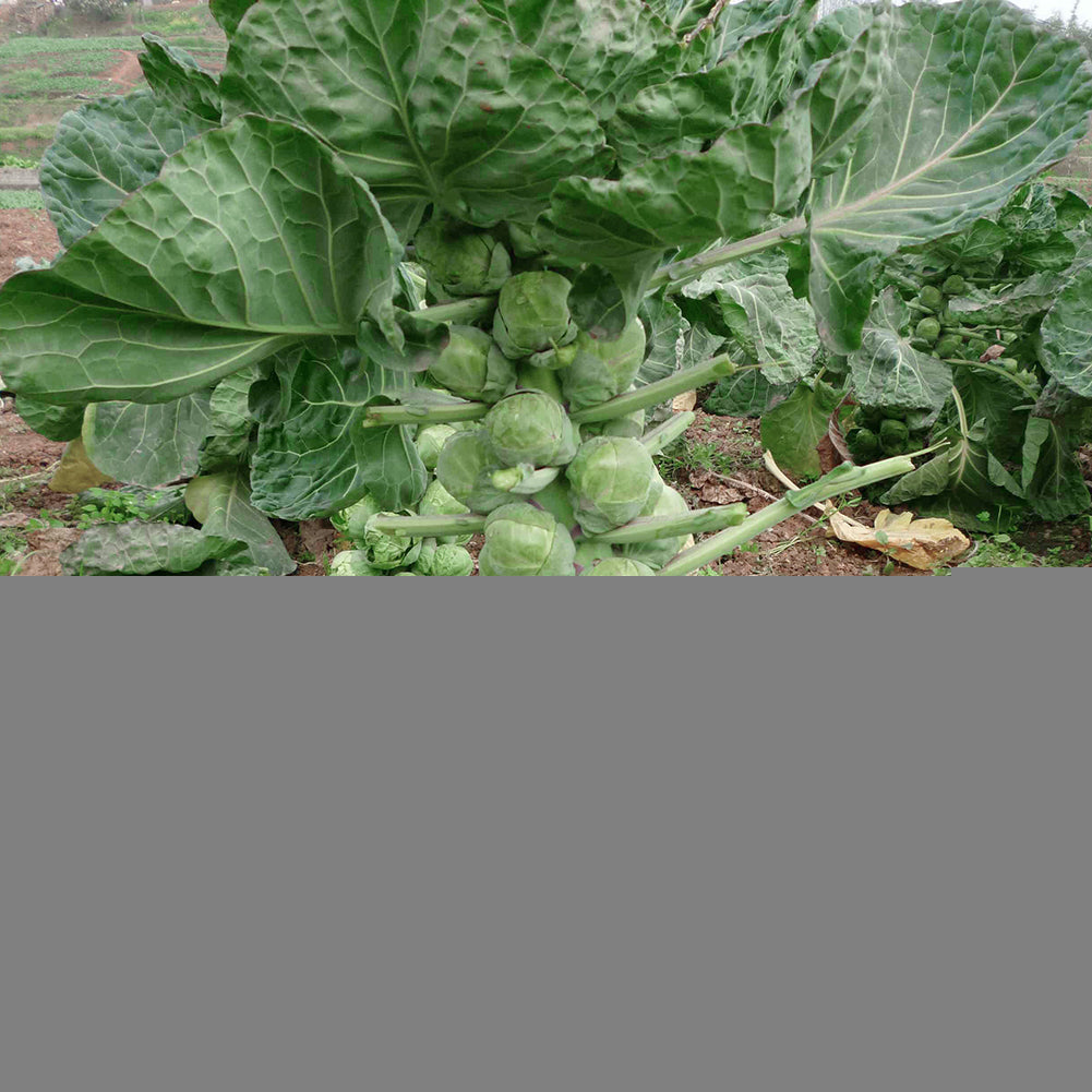 100Pcs Home Organic Vegetables Brussels Sprouts Cabbage Brassica Oleracea Seeds