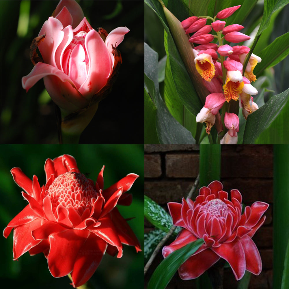 100Pcs Torch Ginger Rare Flower Etlingera Elatior Seeds Unique Ornamental Plant