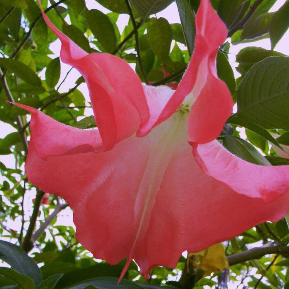 40Pcs Beautiful Red Mandala Datura Seeds Garden Yard Plant Flower Ornament