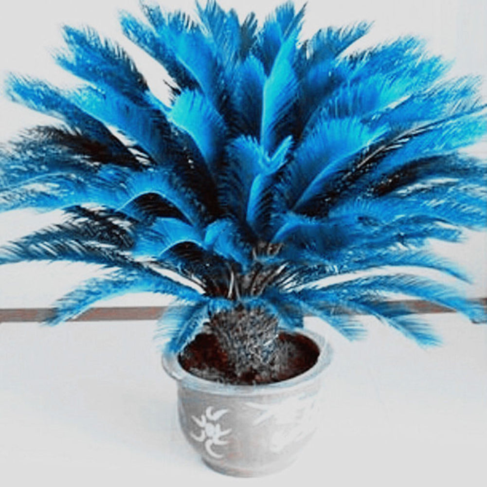 100 Pcs Blue Sago Palm Tree Seeds Cycad Bonsai Planting Home Garden Decoration