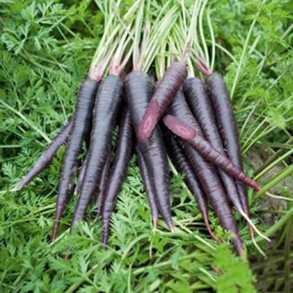 100 Pcs Purple Dragon Carrot Seeds Stunning Heirloom Delicious Vegetable Fruit