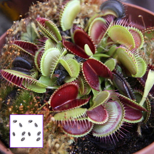 10 Pcs Potted Insectivorous Seeds Dionaea Giant Clip Flytrap Carnivorous Plant