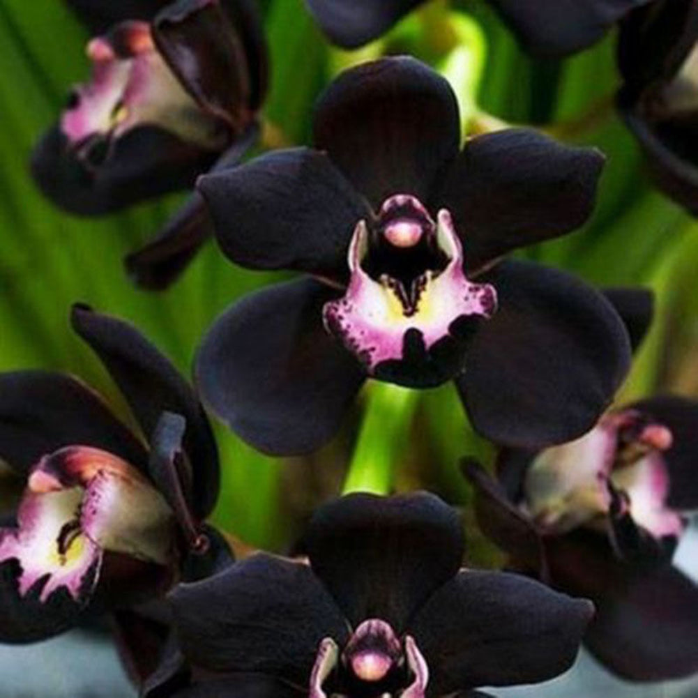 100Pcs Rare Black Cymbidium Faberi Orchid Flower Seeds Home Garden Decoration