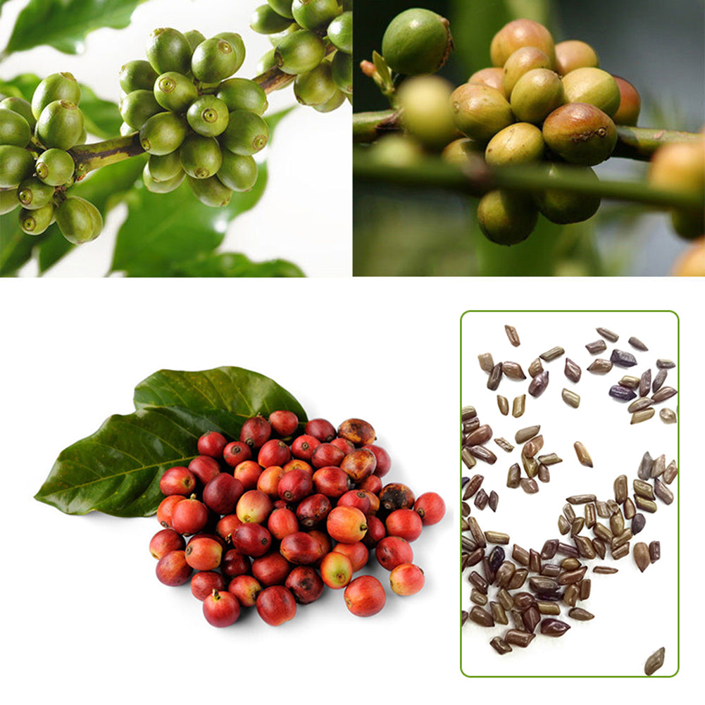 100 Pcs Coffee Bean Seeds Awesome Easy to Grow DIY Home Garden Seeds Decor