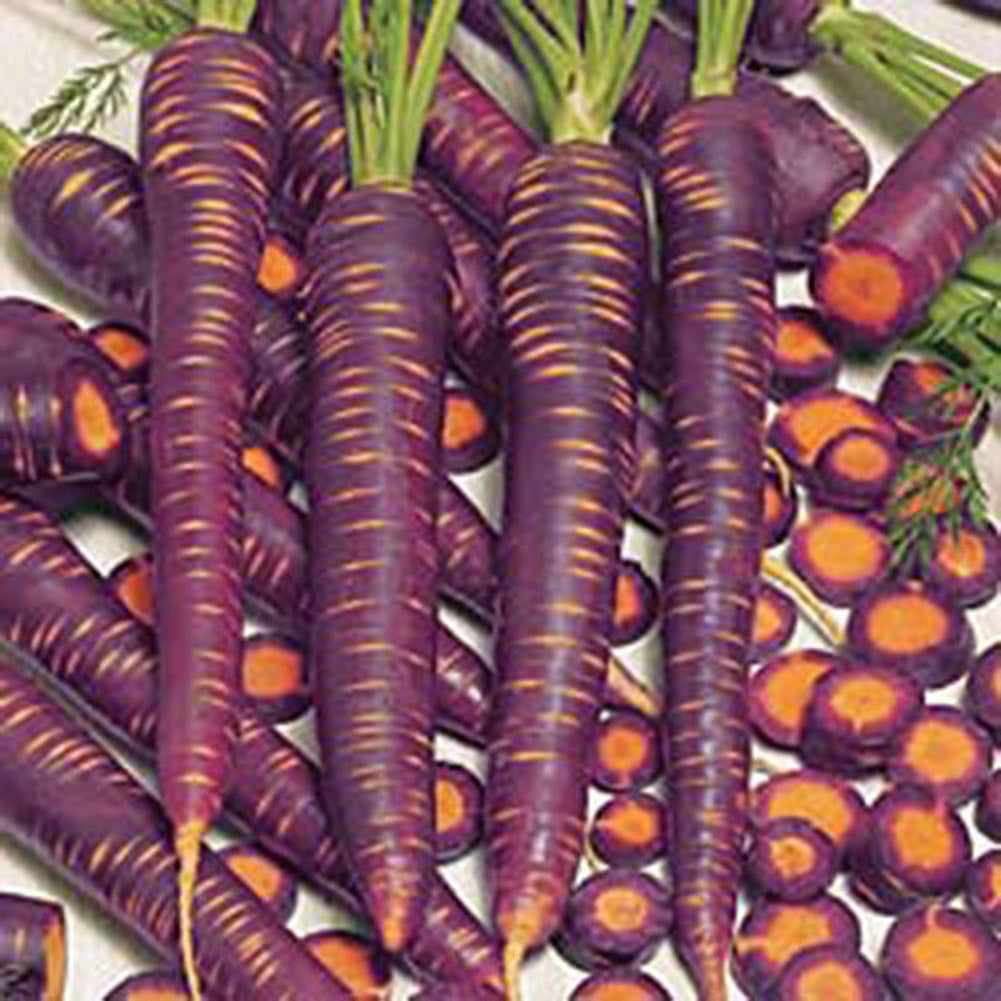 100 Pcs Purple Dragon Carrot Seeds Stunning Heirloom Delicious Vegetable Fruit