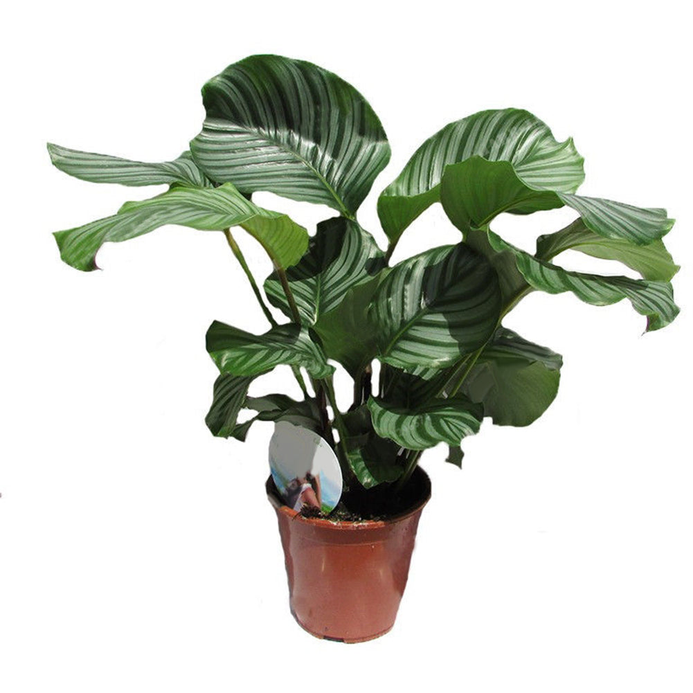 100Pcs Calathea Pineapple Flower Mixed Potted Plant Bonsai Seeds Desk Decor