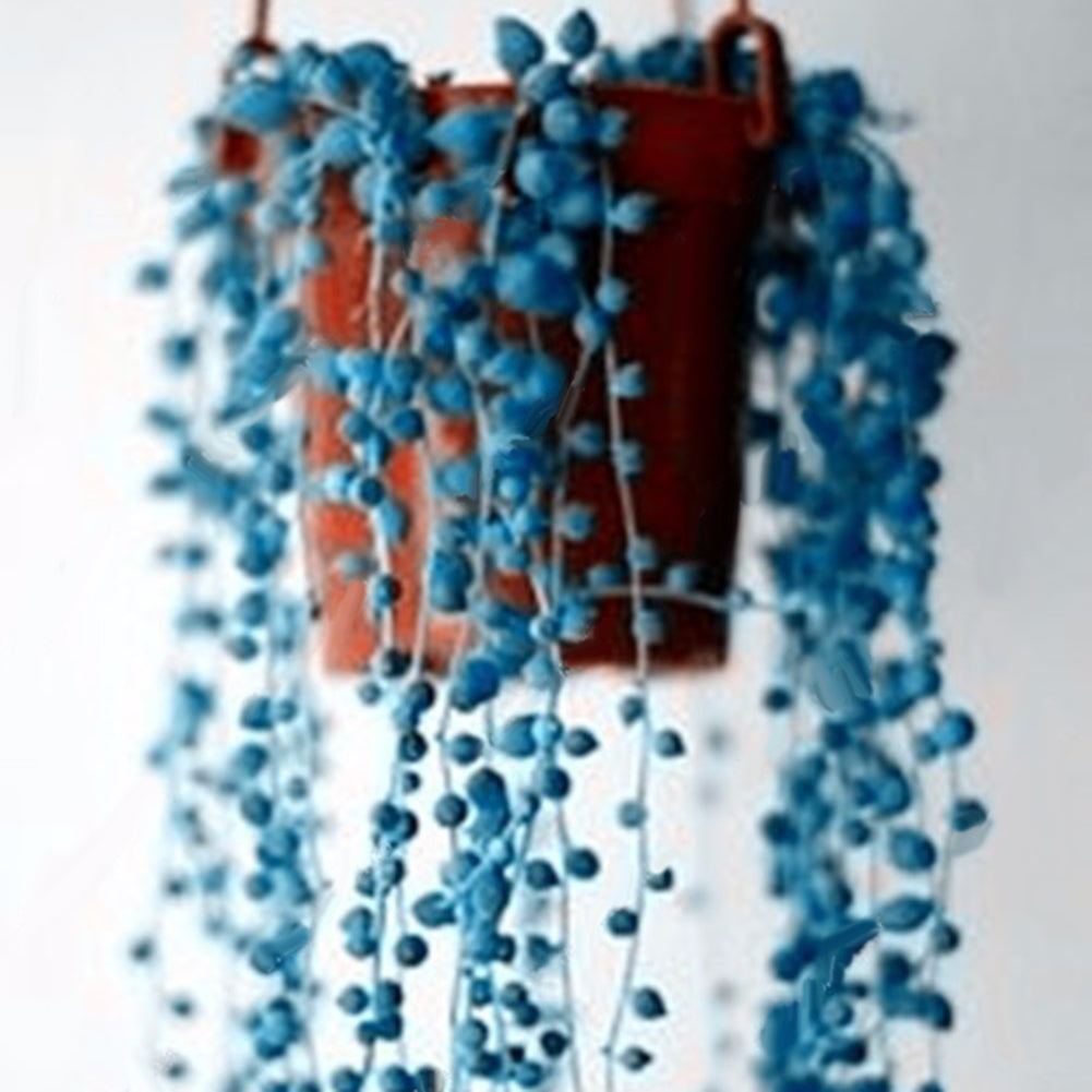 50Pcs Rare Blue Pearl Chlorophytum Seeds Potted Plant Anti Radiation Home Decor