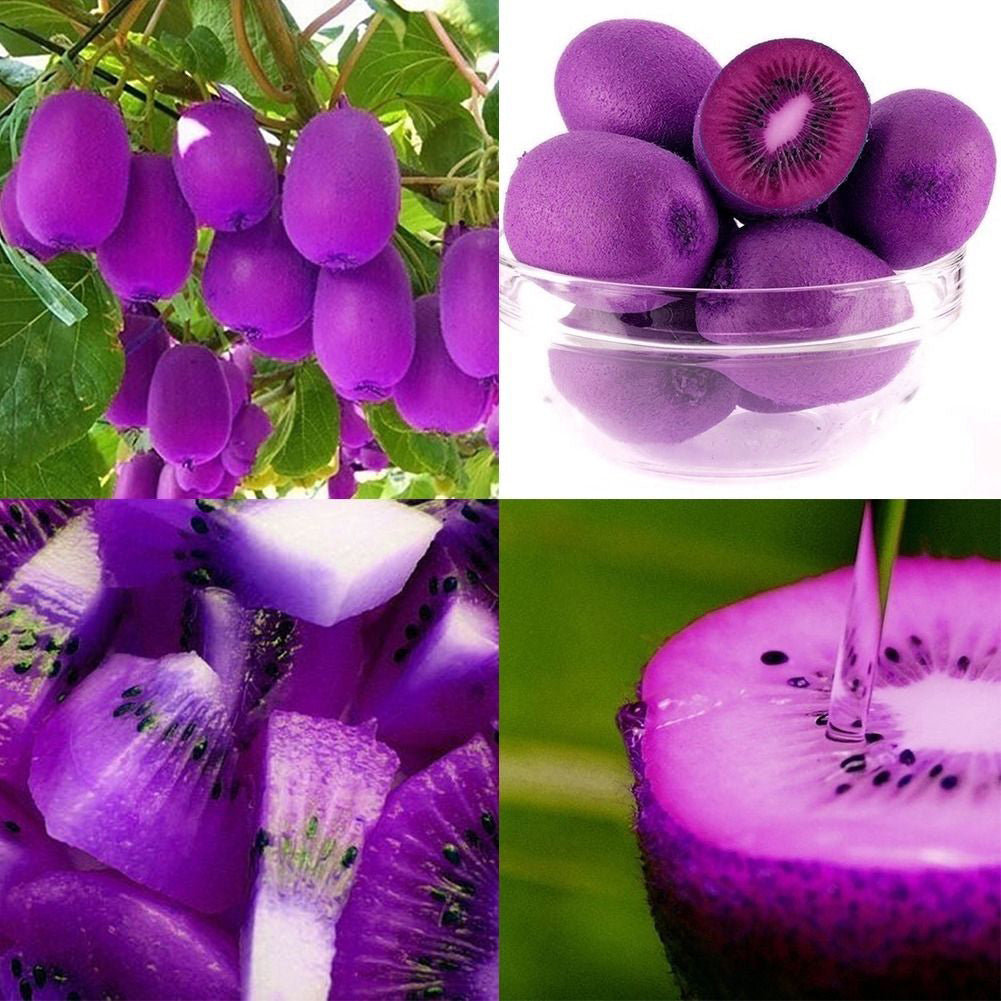 100Pcs Imported Kiwi Seeds Milk Taste Delicious Organic Fruit Home Garden Plant