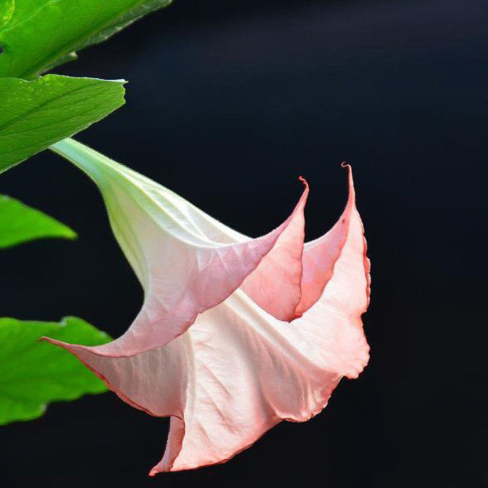 40Pcs Beautiful Red Mandala Datura Seeds Garden Yard Plant Flower Ornament