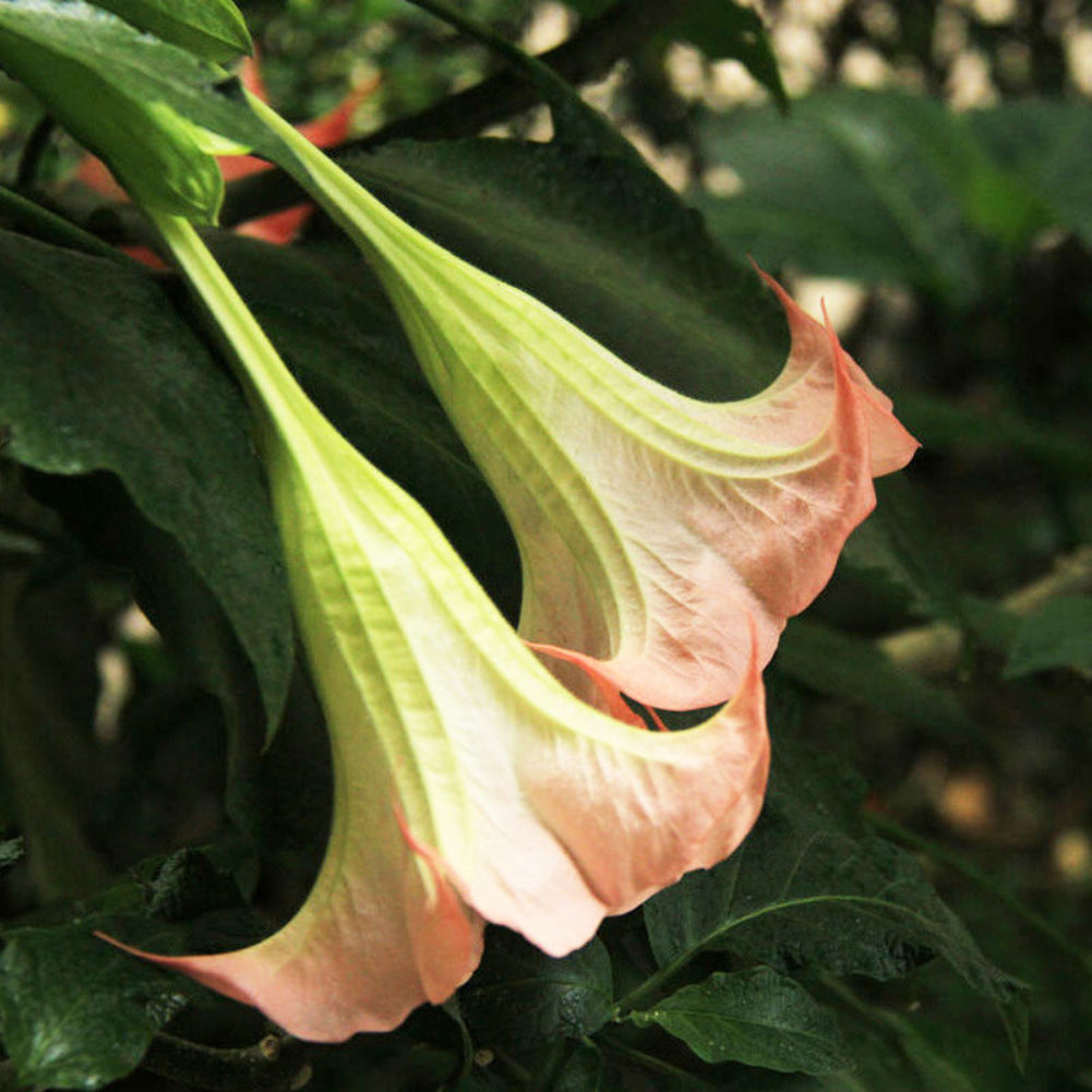 40Pcs Beautiful Red Mandala Datura Seeds Garden Yard Plant Flower Ornament